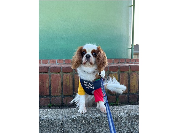 卒業犬のほたるちゃんとシェイクちゃん♪